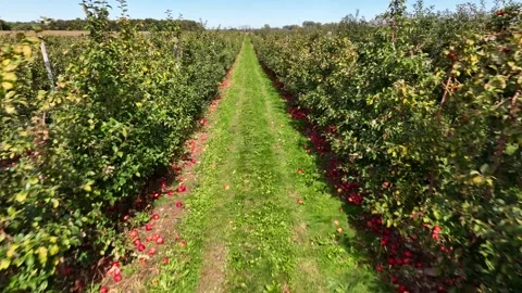 Rows of Apple trees on countryside farm growing in NY state Stock Footage 227660824