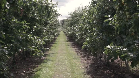 Rows of apple trees 库存影片 139444463