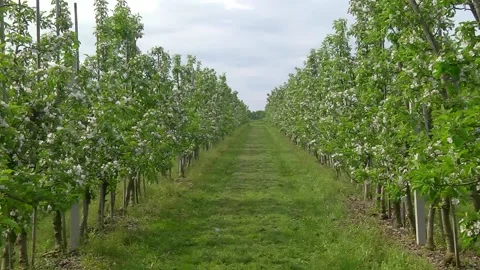 Rows of apple trees in the garden during flowering Stock Footage 154694462