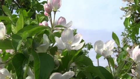 Rows of apple trees in the garden during flowering Video stock 154694470