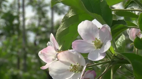 Rows of apple trees in the garden during flowering Video stock 154694490