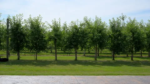 Rows of apple trees growing in a well-maintained orchard under a clear blue Stock Footage 340448191