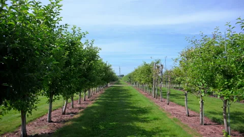 Rows of apple trees growing in a well-maintained orchard under a clear blue Stock Footage 340448290