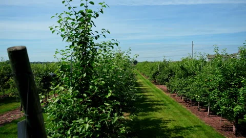 Rows of apple trees growing in a well-maintained orchard under a clear blue Stock Footage 340449883