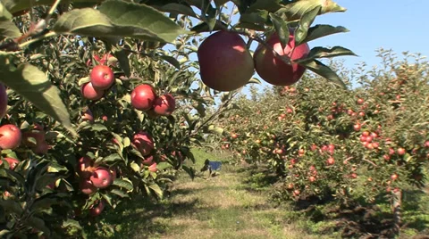Rows of apple trees in orchard Vídeo Stock 35715048