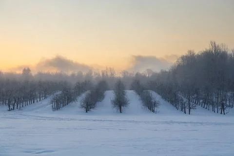 Rows of apple trees in orchard Stock Photos