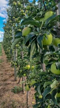 Rows of Apple Trees In Orchard Stock Photos