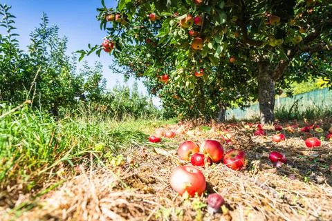 Rows of apple trees in an orchard Stock Photos