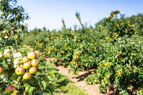 Rows of apple trees in an orchard Stock Photos