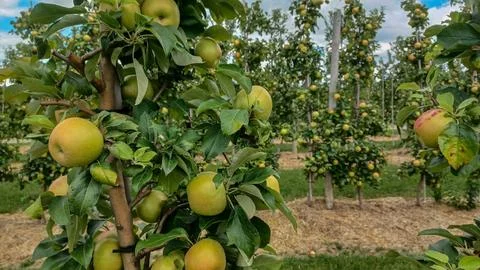 Rows of Apple Trees In Orchard Stock Photos