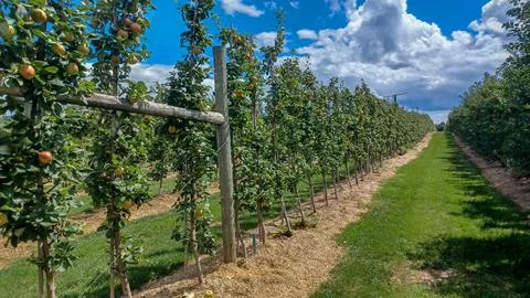 Rows of Apple Trees In Orchard Foto stock