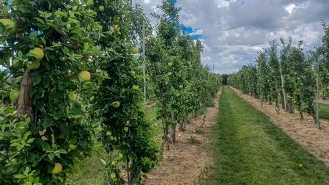 Rows of Apple Trees In Orchard Foto stock