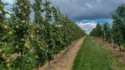 Rows of Apple Trees In Orchard Foto stock