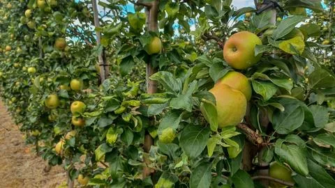 Rows of Apple Trees In Orchard Foto stock