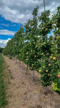 Rows of Apple Trees In Orchard Foto stock