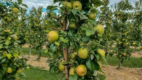 Rows of Apple Trees In Orchard Foto stock