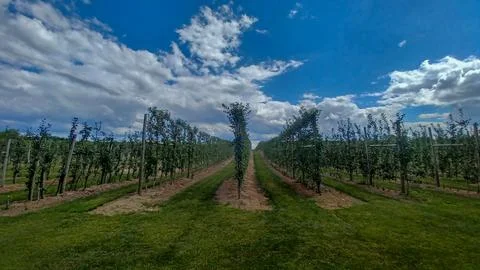 Rows of Apple Trees In Orchard Fotos Stock