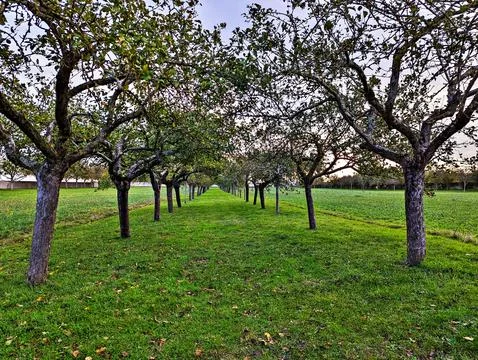 Rows of apple trees in an orchard at sunset in spring. Stock Photos