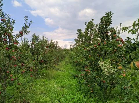 Rows of Apple Trees With Ripe Fruit in Green Orchard Stock Photos