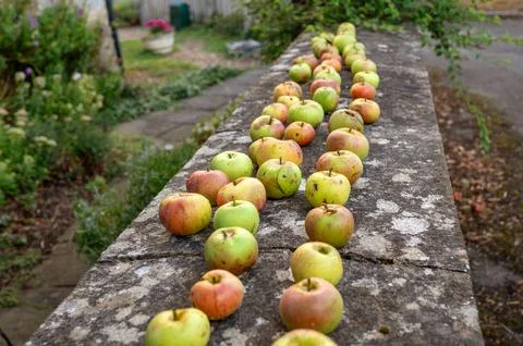 Rows of apples drying on a stone wall. Stock Photos