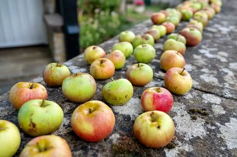 Rows of apples drying on a stone wall. Stock Photos