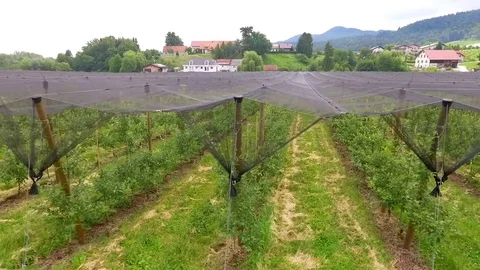 Rows of apples protected with a net Stock Footage 78052339