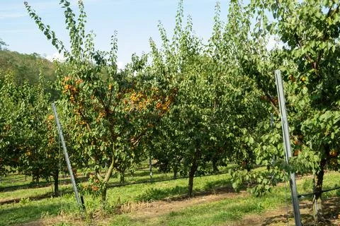Rows of apricot trees laden with orange ripe fruits in an agricultural farm Foto stock