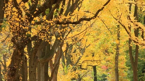 Rows of Autumn color trees in Central Park Stockbeeldmateriaal 126560193