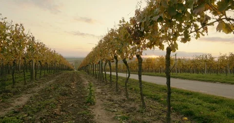 Rows of autumn vineyards at sunset Stock Footage 118618801