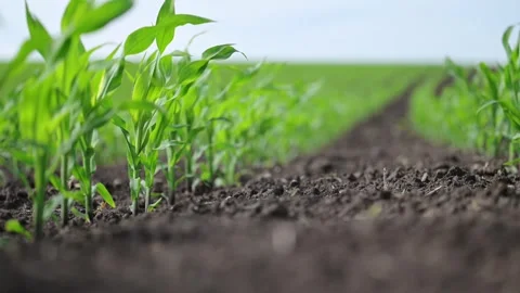 Rows of baby corn sway in sunlit wind, perfectly spaced. Stock Footage 316243164