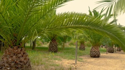 Rows of baby palm trees with close up view of beautiful green branch Stock-Footage 99726029