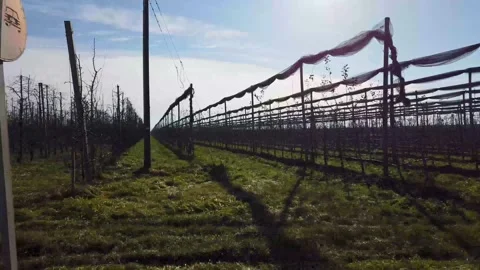 Rows of bare orchards in winter Stock Footage 235940982