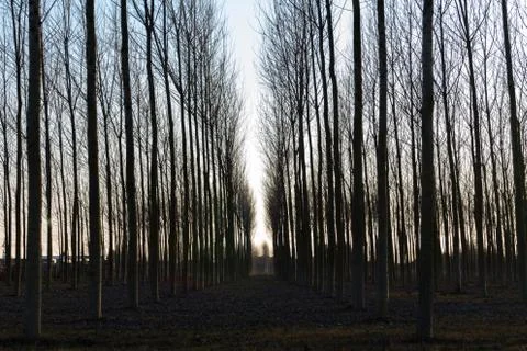 Rows of bare trees in the countryside at dusk Stock Photos