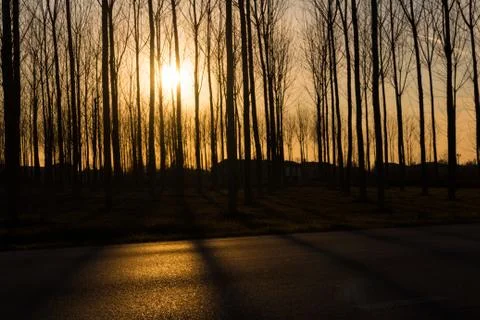 Rows of bare trees in the light of sunset with road in the foreground Stock Photos