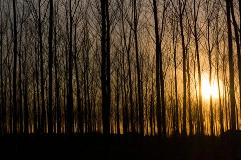 Rows of bare trees in the light of sunset Stock Photos