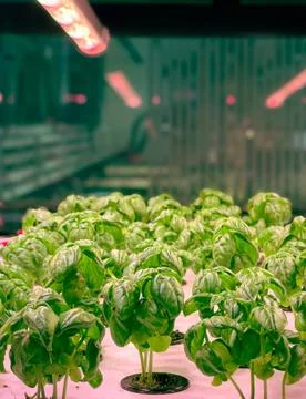Rows of basil plants grow under red grow lights in a hydroponic system Stock-Fotos