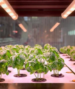 Rows of basil plants grow under red grow lights in a hydroponic system Foto stock