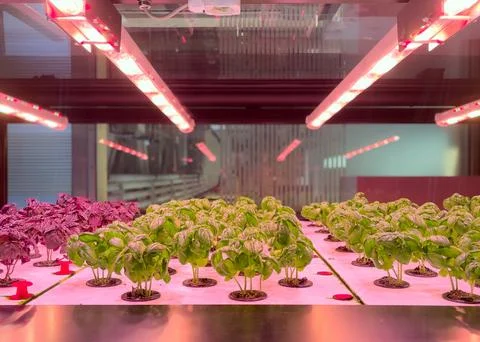 Rows of basil plants grow under red grow lights in a hydroponic system Stock Photos