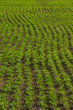 Rows of beans in farm Stock Photos