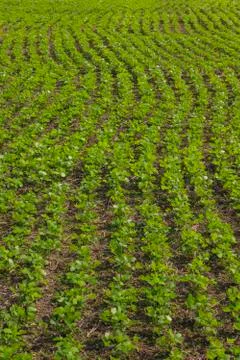 Rows of beans in farm Stock Photos