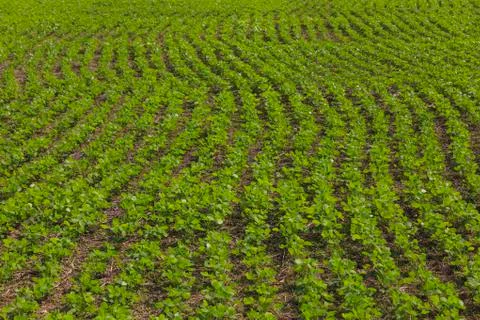 Rows of beans in farm Stock Photos