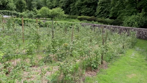 Rows of beans growing at pythouse kitchen gardens wiltshire 스톡 동영상 137393352