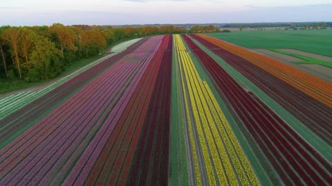 Rows of beautiful tulips in fields aerial Stock Footage 273864035