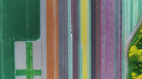 Rows of beautiful tulips in fields drone clip Stock Footage 273864039