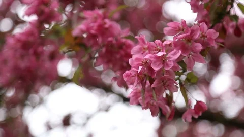 Rows of beautifully blossoming cherry trees on a green lawn 스톡 동영상 127952587