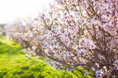 Rows of beautifully blossoming spring fruit trees on a green lawn Stock Photos