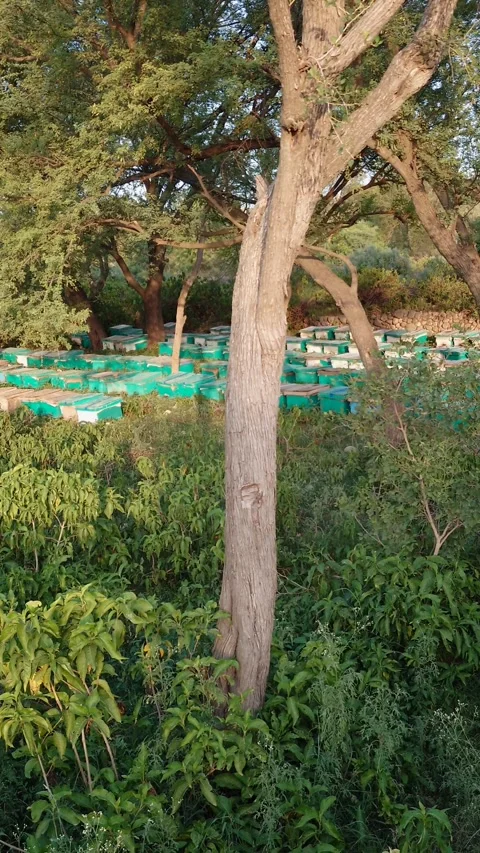 Rows Of Beehive Boxes Under Trees In An Apiary - 4k Vertical Footage Video stock 337935952