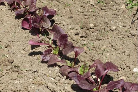 Rows of Beetroot growing in a vegetable garden. Stock Photos