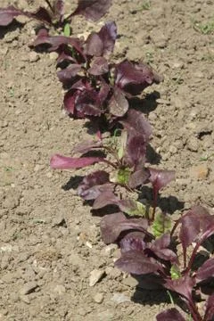 Rows of Beetroot growing in a vegetable garden. Stock Photos