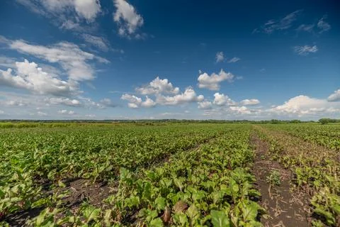 Rows of beetroot thrive in a vast green field soaking up sunlight beneath a c Stock Photos